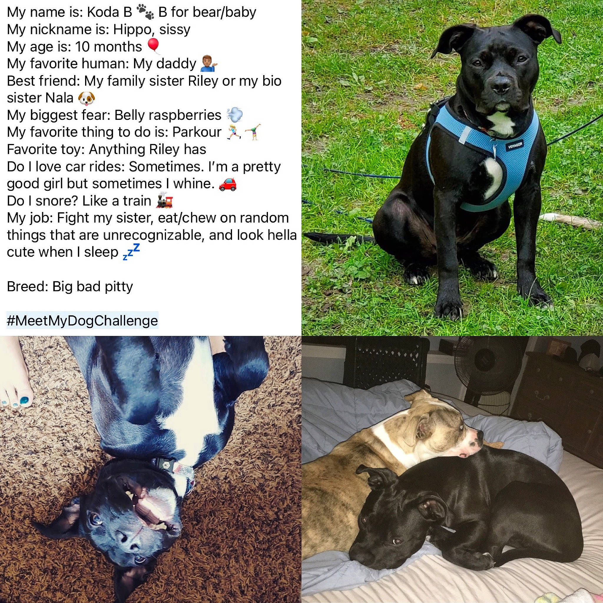 Koda joined the competition — help win amazing prizes! canidae, carnivore, collar, companion_dog, denim, dog, dog_breed, dog_collar, dog_supply, jeans, pet_supply, photo_caption, snout, sporting_group, terrestrial_animal, working_animal