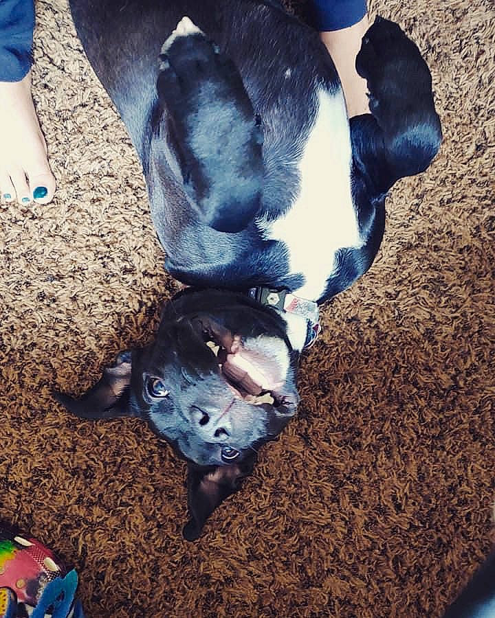 Koda is registered to the contest to win money with this photo: canidae, carnivore, comfort, companion_dog, dog, dog_breed, foot, paw, snout, sporting_group, toy, vertebrate, working_animal, working_dog