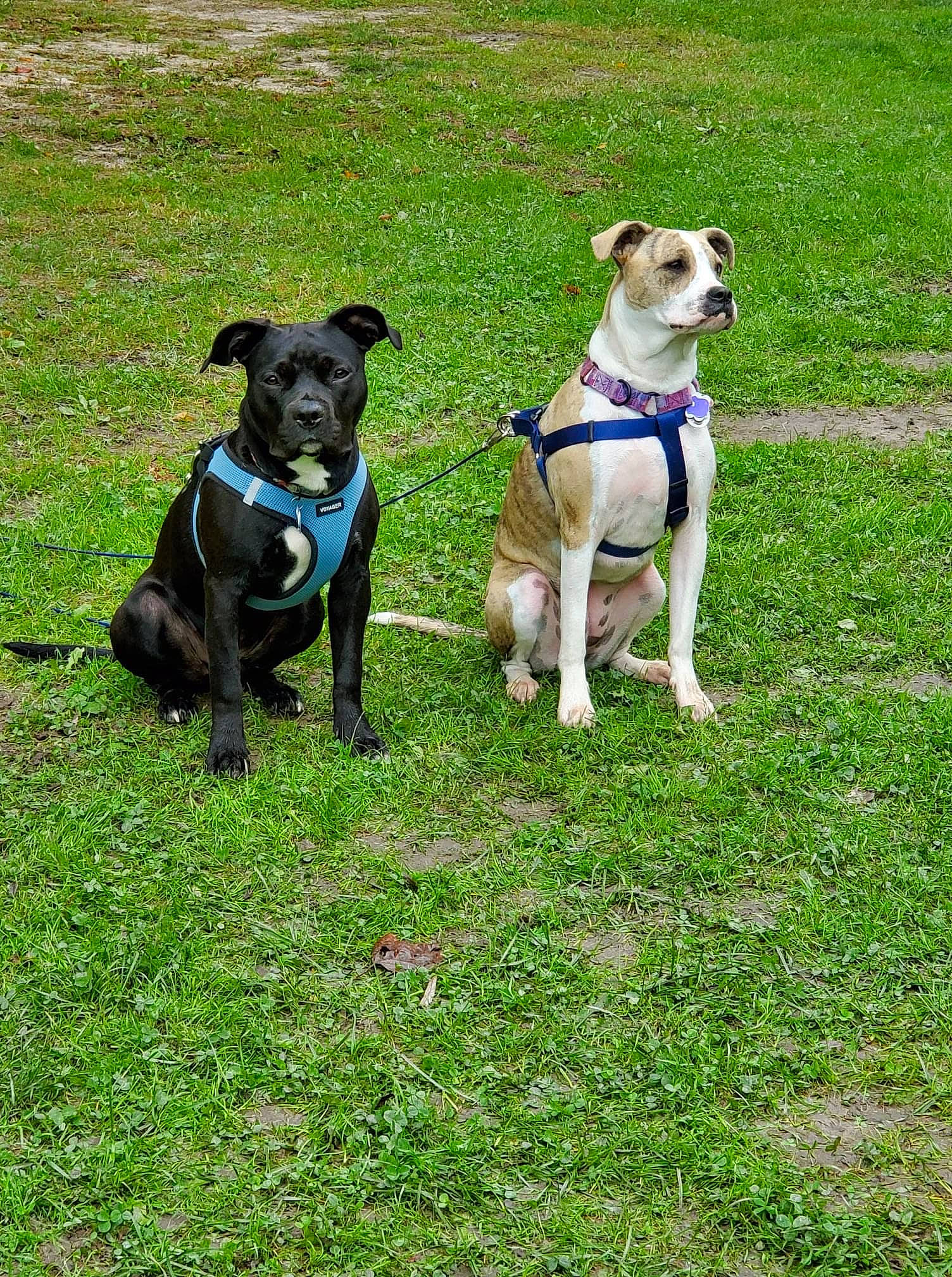 Koda is registered to the contest to win money with this photo: canidae, carnivore, collar, companion_dog, dog, dog_breed, dog_clothes, dog_collar, dog_supply, grass, leash, mammal, pet_supply, puppy, snout, sporting_group, tail, working_animal, working_dog