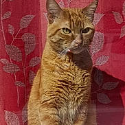 Noopy participe au concours pour gagner de l'argent avec cette photo : abyssinian, angora, animal, cat, homedecor, kitten, manx, pet, siamese