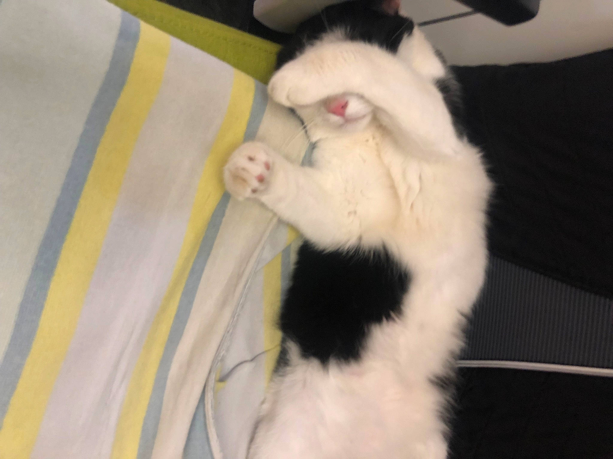 Pouky a rejoint le concours — aidez-le/la à gagner de superbes lots ! canidae, carnivore, cat, claw, comfort, companion_dog, dog_breed, domestic_short_haired_cat, fang, felidae, fur, paw, small_to_medium_sized_cats, snout, tail, whiskers