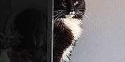 Mochi a rejoint le concours — aidez-le/la à gagner de superbes lots ! cat, black_and_white, pet, animal, indoor, feline, whiskers, curious, standing, television, screen, reflection, fur, paws, home, domestic, side_view, quiet, watching, resting_place