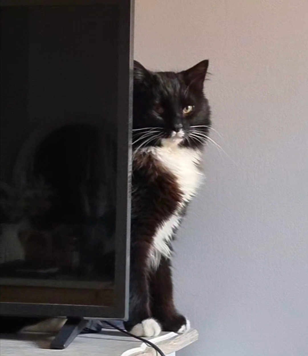 Mochi