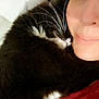 Mochi participe au concours pour gagner de l'argent avec cette photo : cat, black_and_white_cat, whiskers, person, face, close_up, snuggling, affection, cozy, fur, pet, animal, indoor, cute, sleeping, resting, human, companion, warm, soft