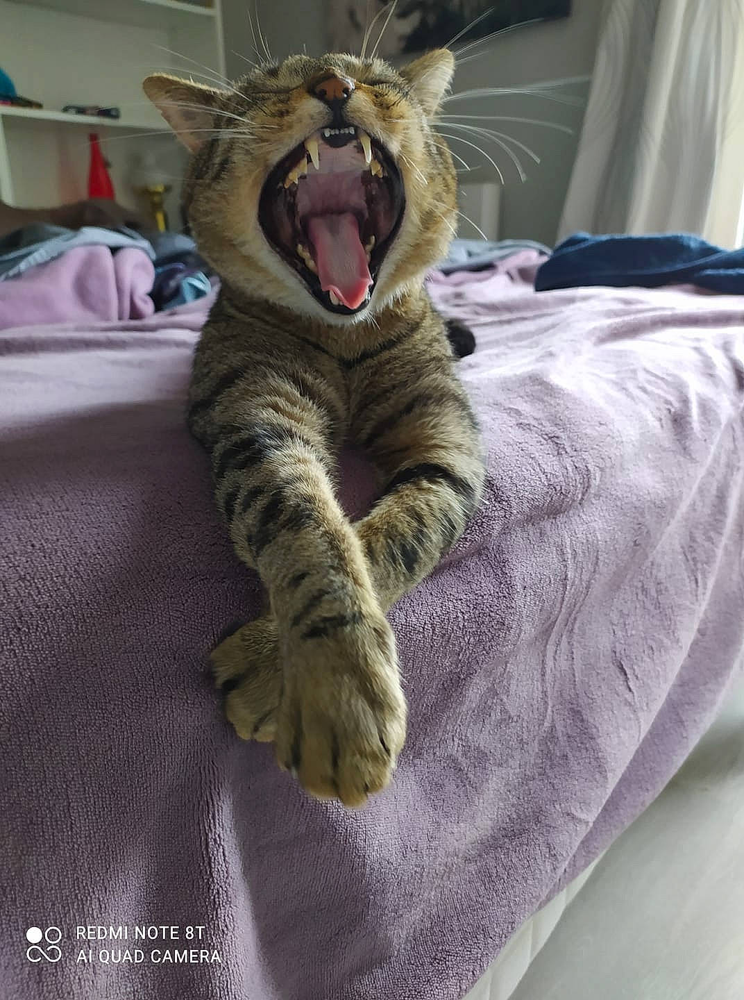 Lino participe au concours pour gagner de l'argent avec cette photo : bed, bedding, carnivore, cat, comfort, domestic_short_haired_cat, eye, fang, felidae, fur, grey, jaw, linens, pattern, room, small_to_medium_sized_cats, snout, terrestrial_animal, whiskers, yawn