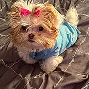 Cashmere is registered to the contest to win money with this photo: dog, puppy, small_dog, bow, pink_bow, sweater, blue_sweater, bed, blanket, bedding, fur, fluffy, cute, eyes, portrait, pet, indoor, fabric_pattern, looking_up, brown_and_white_fur