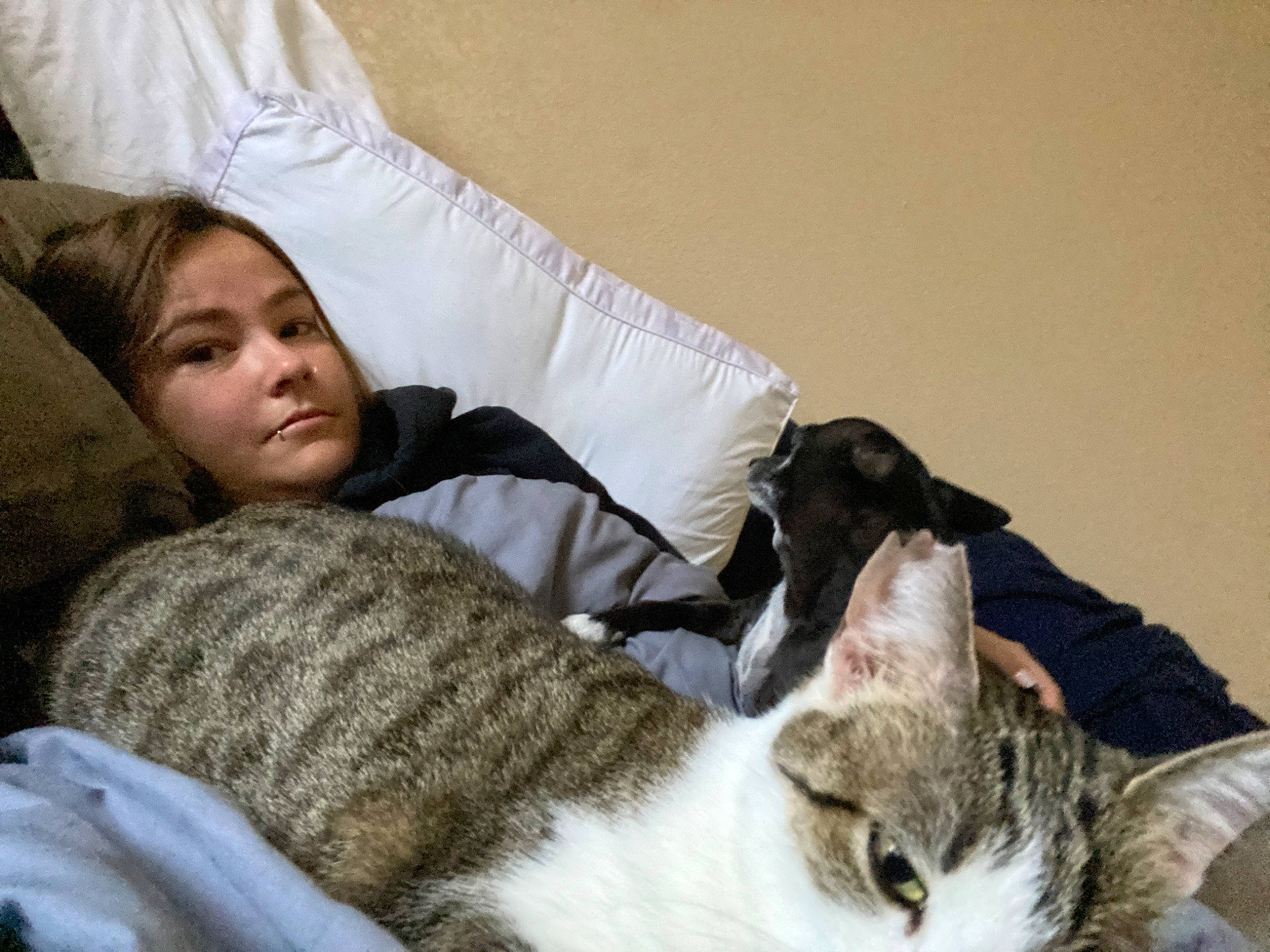 Pepper joined the competition — help win amazing prizes! bed, bedtime, canidae, carnivore, cat, comfort, companion_dog, couch, ear, european_shorthair, eye, felidae, fur, human, kitten, nap, sleep, small_to_medium_sized_cats, tabby_cat, whiskers