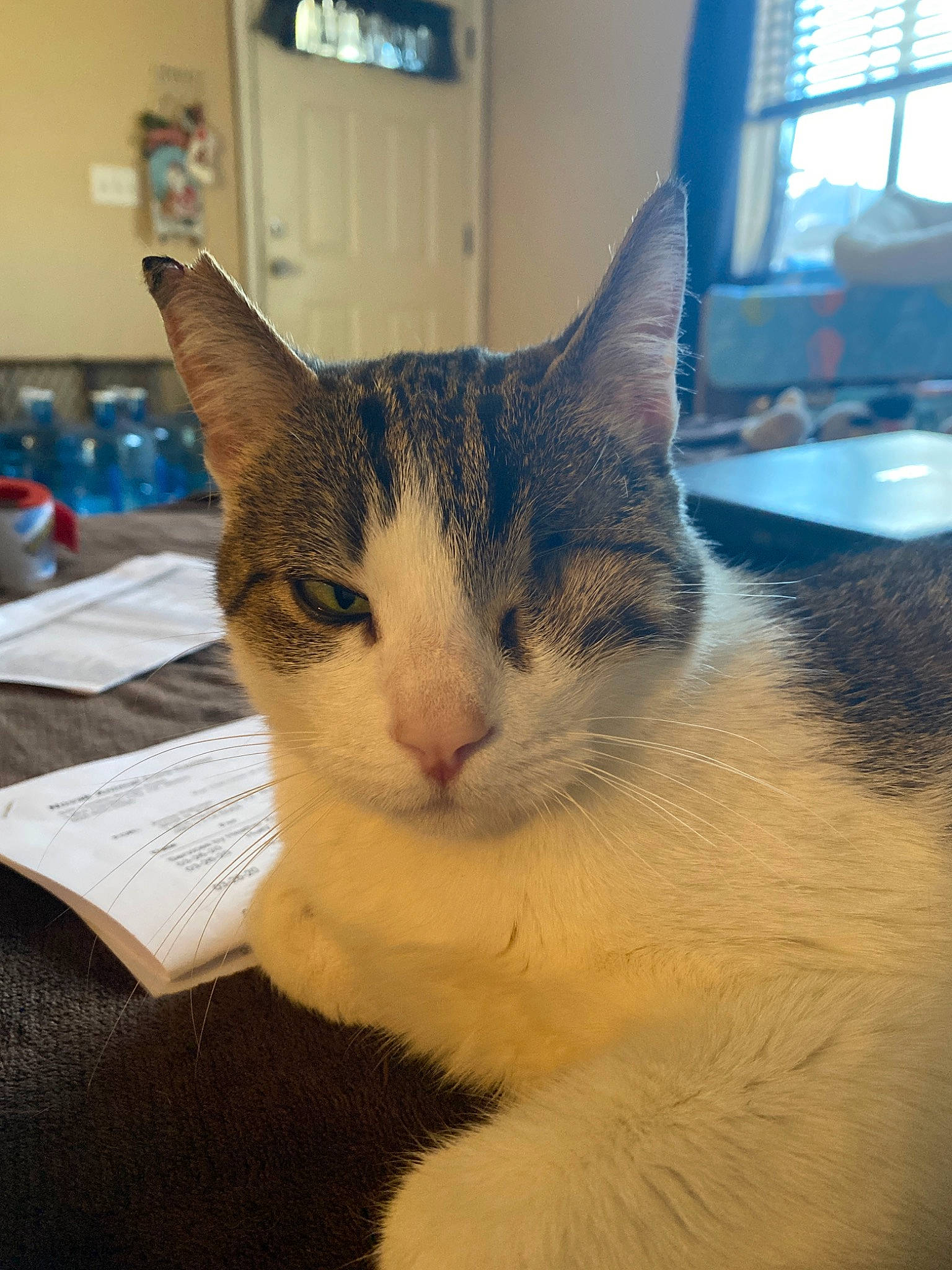 Pepper is registered to the contest to win money with this photo: aegean_cat, american_wirehair, asian, carnivore, cat, domestic_short_haired_cat, european_shorthair, felidae, fur, mammal, ojos_azules, small_to_medium_sized_cats, snout, whiskers