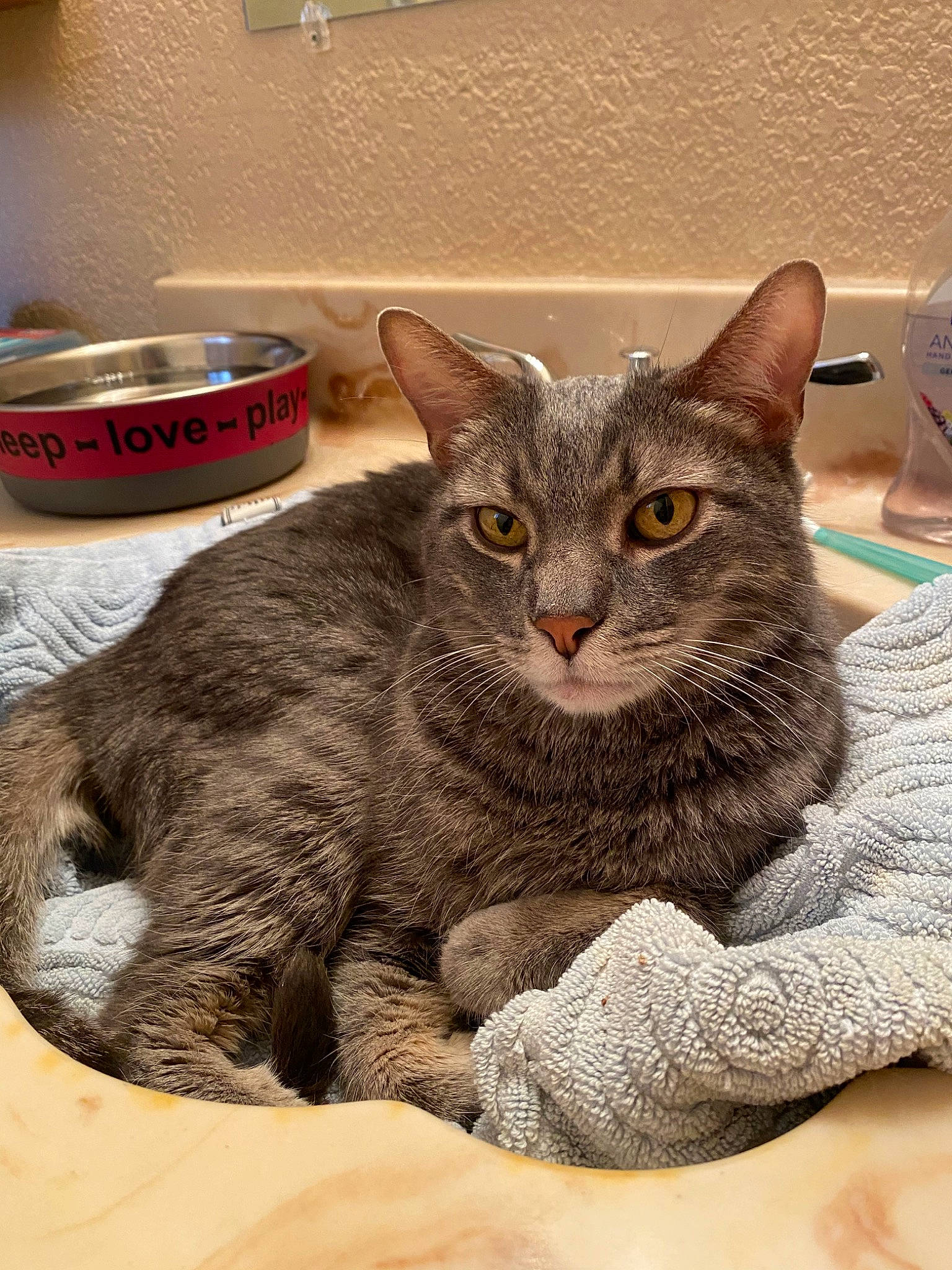 Moriarty joined the competition — help win amazing prizes! american_shorthair, asian, australian_mist, california_spangled, carnivore, cat, chartreux, domestic_short_haired_cat, dragon_li, european_shorthair, felidae, german_rex, korat, mammal, nebelung, russian_blue, small_to_medium_sized_cats, tabby_cat, vertebrate, whiskers