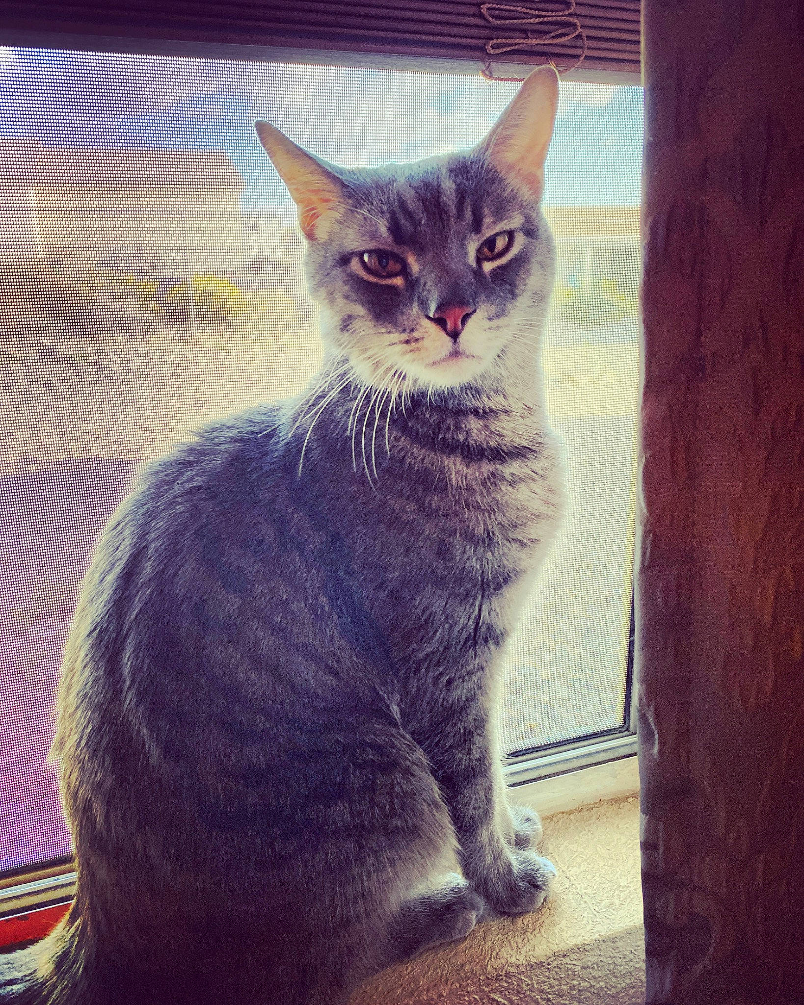 Moriarty is registered to the contest to win money with this photo: aegean_cat, american_wirehair, asian, carnivore, cat, domestic_short_haired_cat, egyptian_mau, european_shorthair, felidae, kitten, mammal, sky, small_to_medium_sized_cats, snout, tabby_cat, tail, whiskers, window