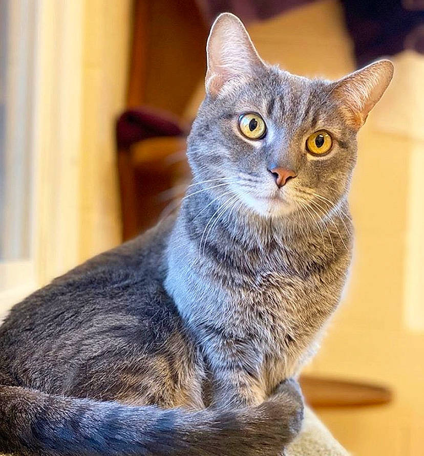 Moriarty joined the competition — help win amazing prizes! american_wirehair, asian, australian_mist, british_shorthair, carnivore, cat, chartreux, domestic_short_haired_cat, dragon_li, european_shorthair, felidae, german_rex, kitten, mammal, nebelung, small_to_medium_sized_cats, tabby_cat, vertebrate, whiskers