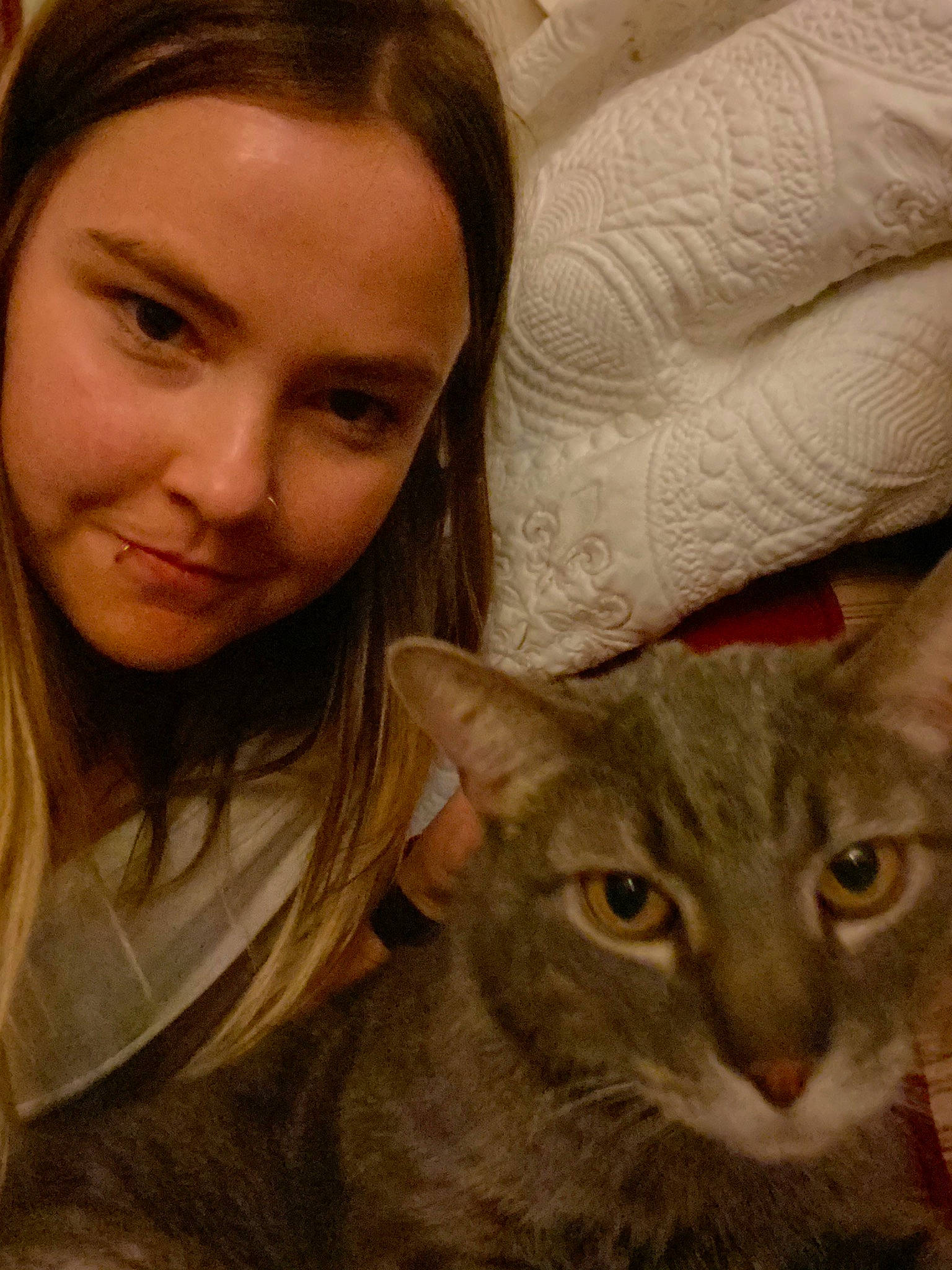 Moriarty joined the competition — help win amazing prizes! asian, brown_hair, carnivore, cat, domestic_short_haired_cat, ear, european_shorthair, eye, fawn, felidae, fur, hair, nose, photography, small_to_medium_sized_cats, whiskers