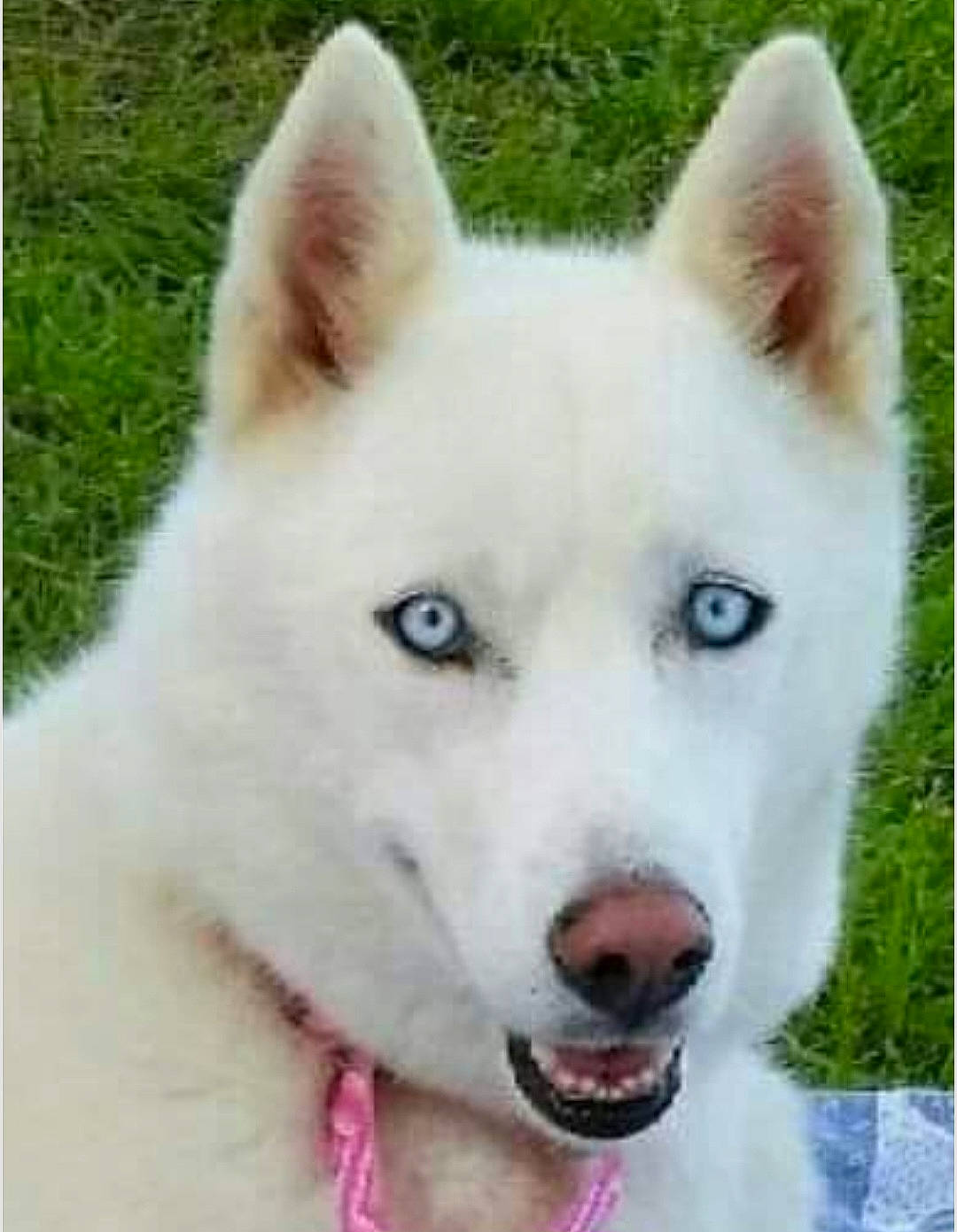 Meka is registered to the contest to win money with this photo: ancient_dog_breeds, canidae, carnivore, collar, companion_dog, dog, dog_breed, fawn, fur, grass, jaw, pet_supply, sled_dog, snout, sporting_group, terrestrial_animal, whiskers, wolf, working_animal, working_dog