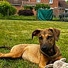animal, brown_fur, cute, daytime, dog, ears, face, garden, grass, greenery, house, lawn, nature, outdoor, pet, playing, puppy, relaxed, suburban, toy