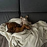 animal, blanket, brown_dog, comfort, couch, cozy, dog, fur, home, indoor, pet, plush_toy, relaxation, resting, sleep, sleeping, snuggling, soft_texture, stuffed_animal, toy
