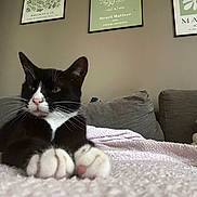 Ruby a rejoint le concours — aidez-le/la à gagner de superbes lots ! cat, black_and_white_cat, paws, blanket, couch, cushion, living_room, indoor, pet, animal, relaxed, feline, whiskers, ears, nose, fur, cozy, soft_texture, home_decor, wall_art