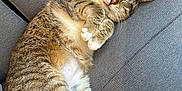 Tigrou a rejoint le concours — aidez-le/la à gagner de superbes lots ! cat, tabby, sleeping, couch, feline, pet, domestic_animal, relaxation, fur, whiskers, paws, indoor, cozy, resting, animal, cute, lazy, soft, comfortable, nap