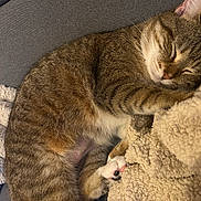 Tigrou participe au concours pour gagner de l'argent avec cette photo : cat, tabby, sleeping, resting, fur, paw, blanket, texture, cozy, indoor, couch, relaxation, cute, pet, animal, whiskers, closed_eyes, comfort, feline, nap