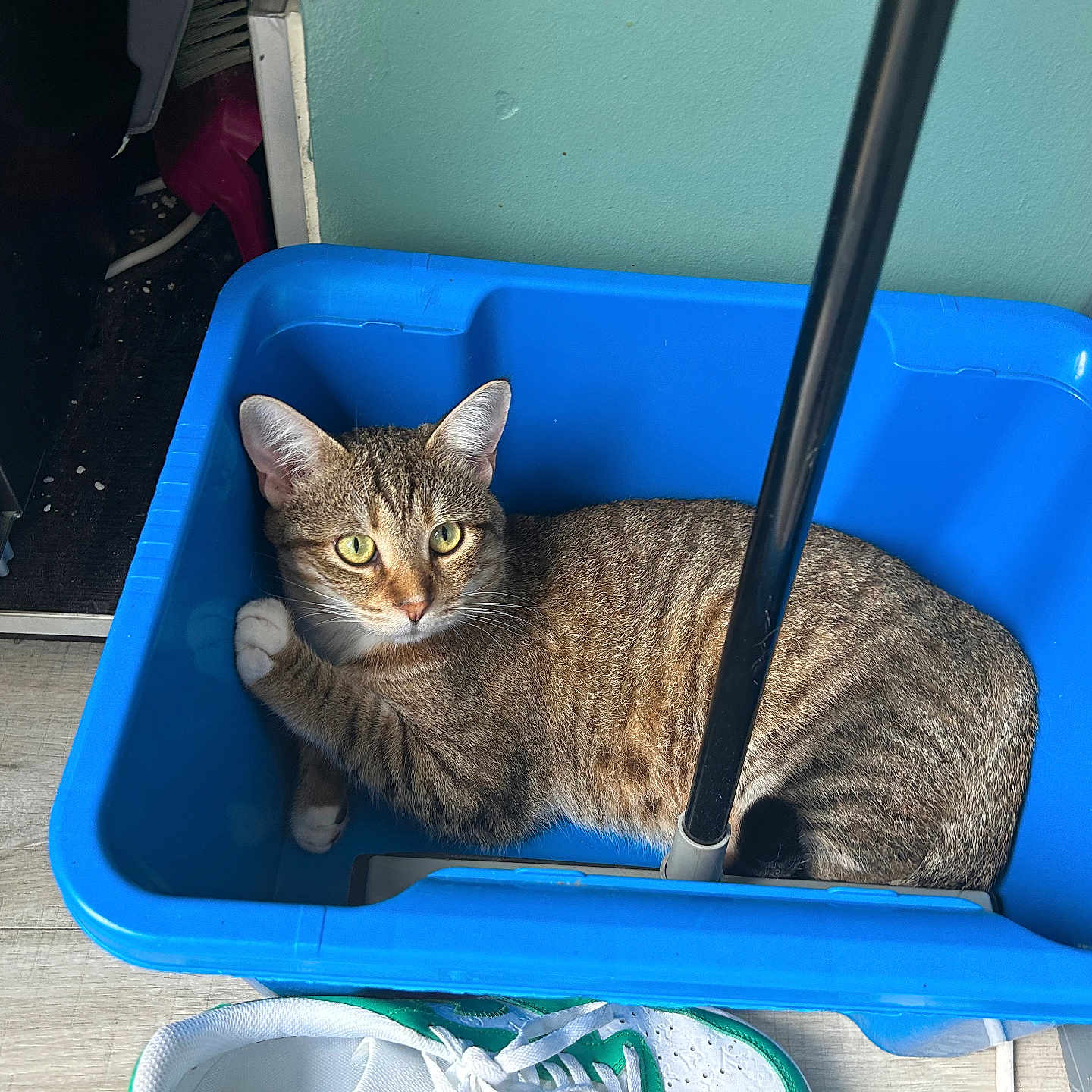 Tigrou participe au concours pour gagner de l'argent avec cette photo : alert, blue, cat, container, curious, domestic, feline, floor, household, indoor, light, mop_bucket, mop_handle, pet, plastic, resting, shoe, sneaker, tabby, wall