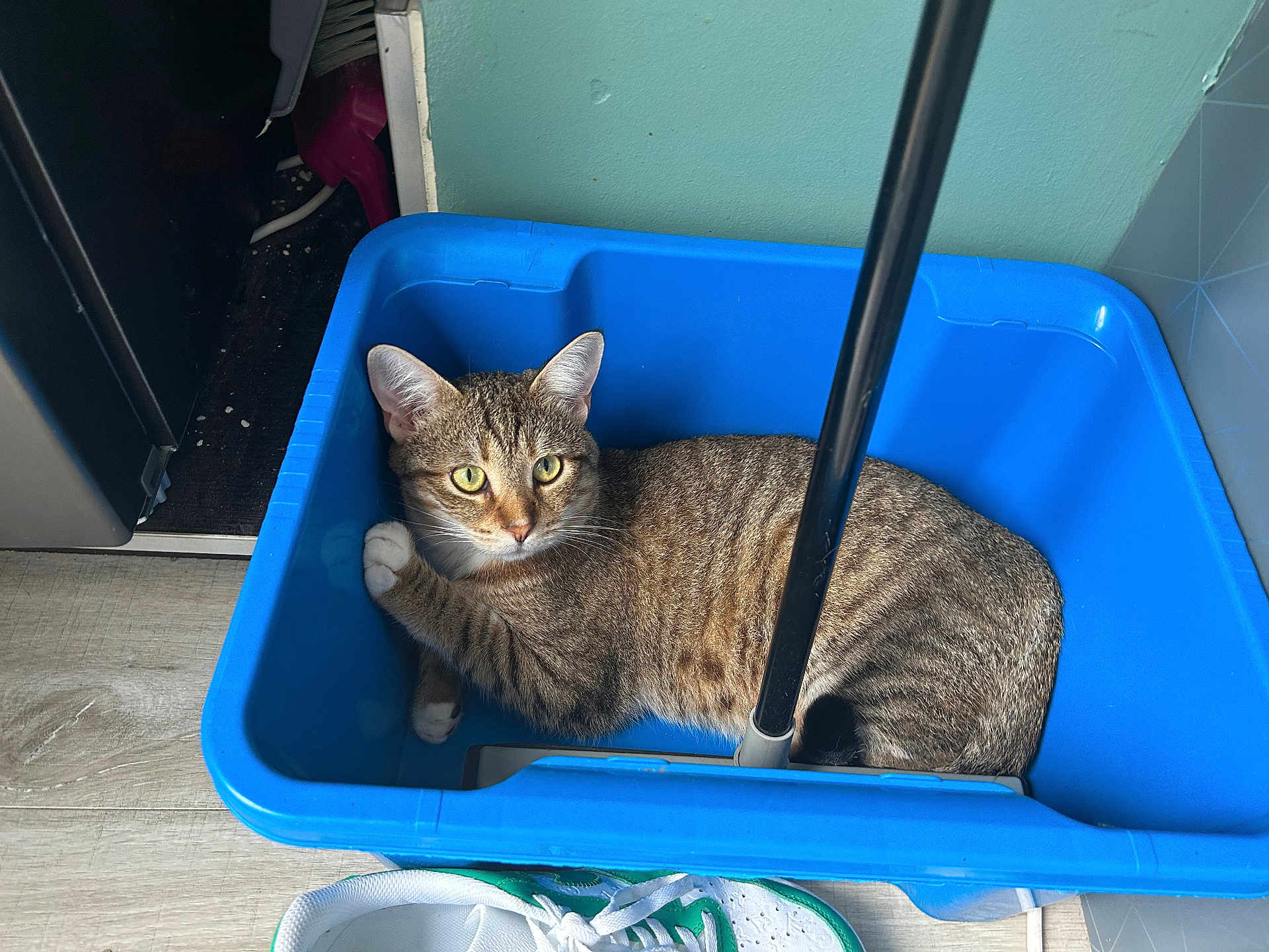 Tigrou participe au concours pour gagner de l'argent avec cette photo : cat, tabby, mop_bucket, blue, indoor, pet, curious, floor, mop_handle, shoe, sneaker, light, wall, plastic, domestic, feline, resting, container, household, alert