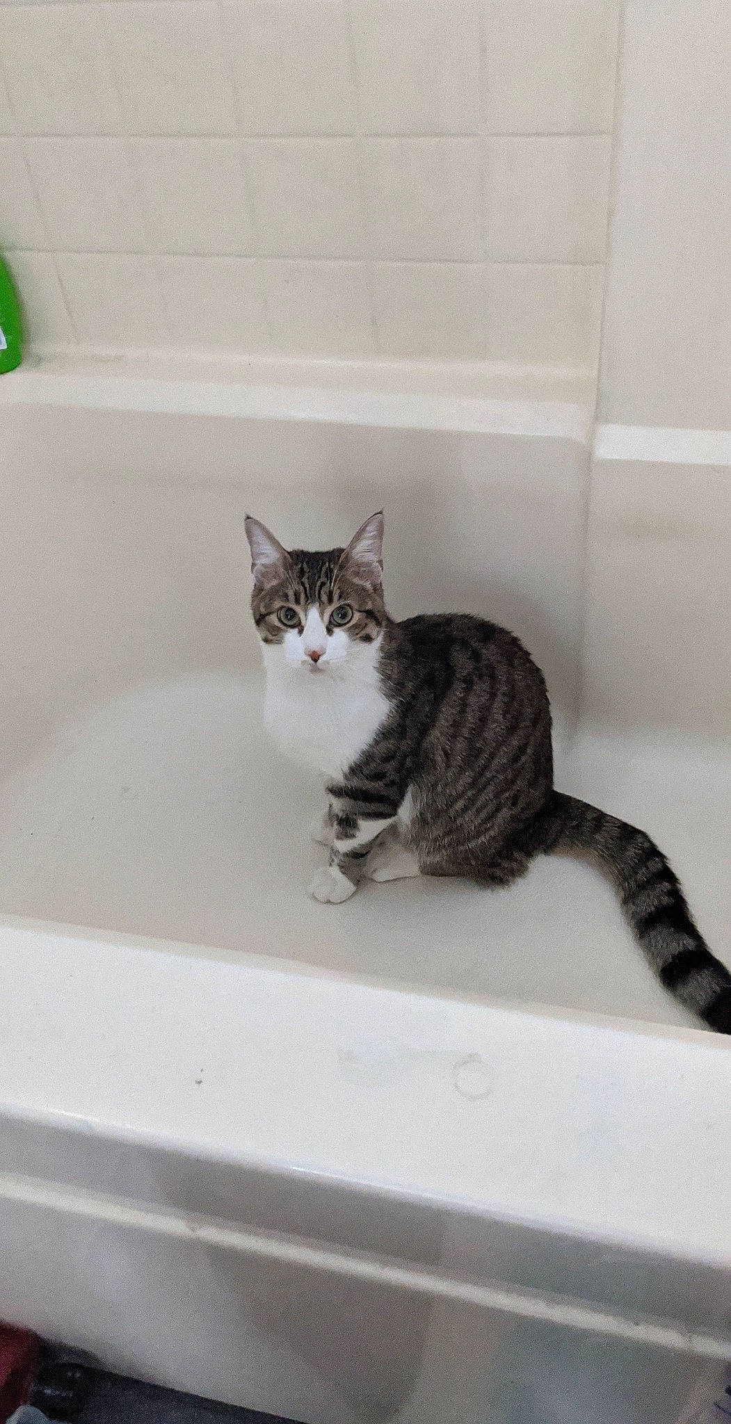 Sokka is registered to the contest to win money with this photo: bathroom, bathtub, carnivore, cat, domestic_short_haired_cat, felidae, fluid, fur, grey, liquid, paw, plumbing, plumbing_fixture, room, sink, small_to_medium_sized_cats, tail, terrestrial_animal, whiskers