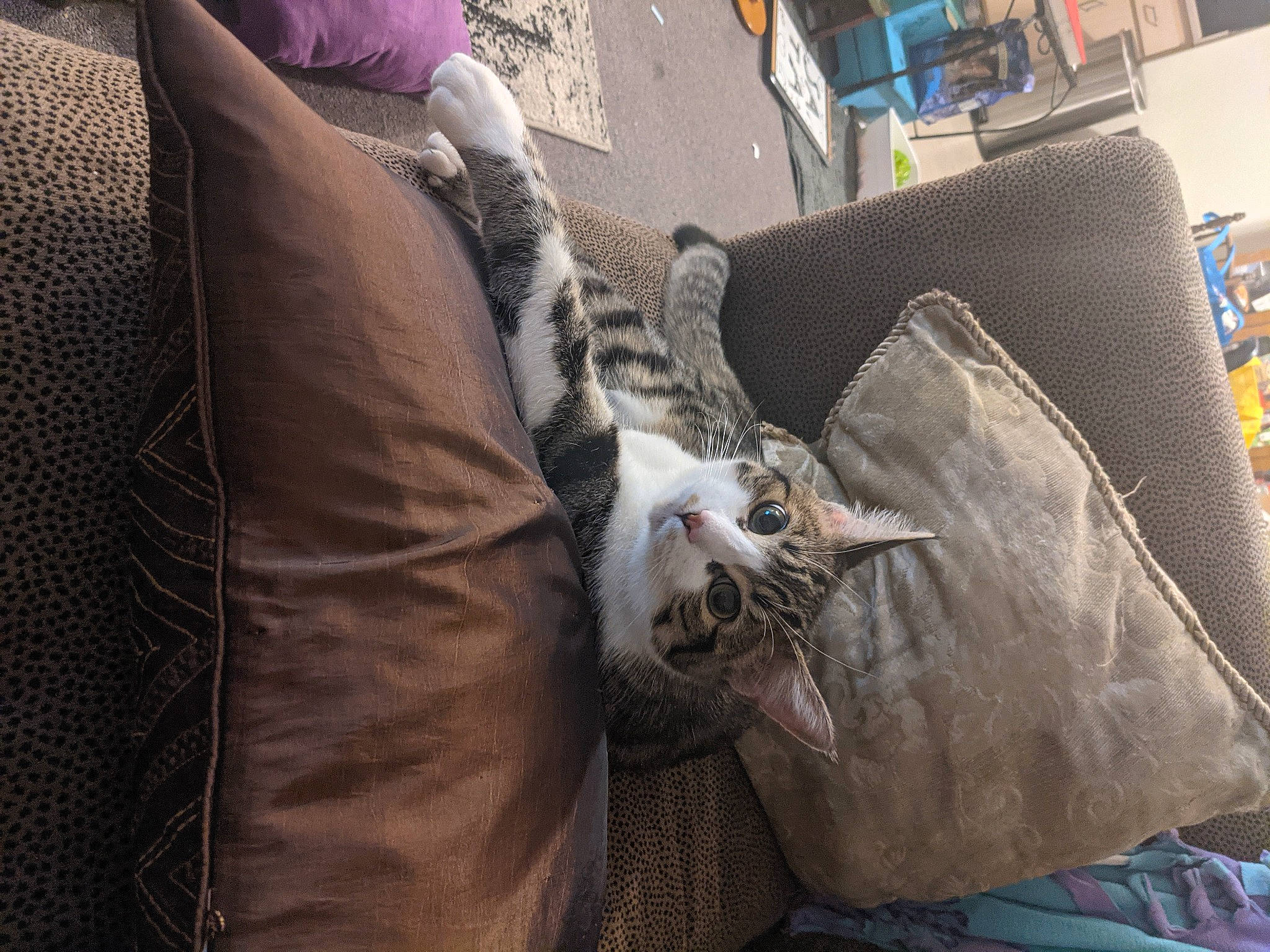 Sokka joined the competition — help win amazing prizes! bookcase, canidae, carnivore, cat, comfort, couch, domestic_short_haired_cat, fawn, felidae, fur, grey, linens, nap, room, small_to_medium_sized_cats, sporting_group, tail, textile, whiskers, wood