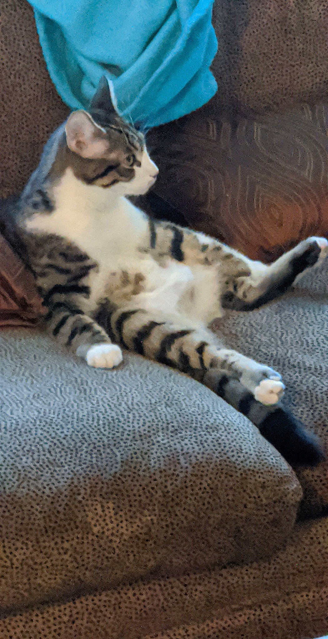 Sokka is registered to the contest to win money with this photo: carnivore, cat, claw, comfort, domestic_short_haired_cat, felidae, flooring, foot, fur, human_leg, nap, paw, sitting, small_to_medium_sized_cats, snout, tail, terrestrial_animal, whiskers