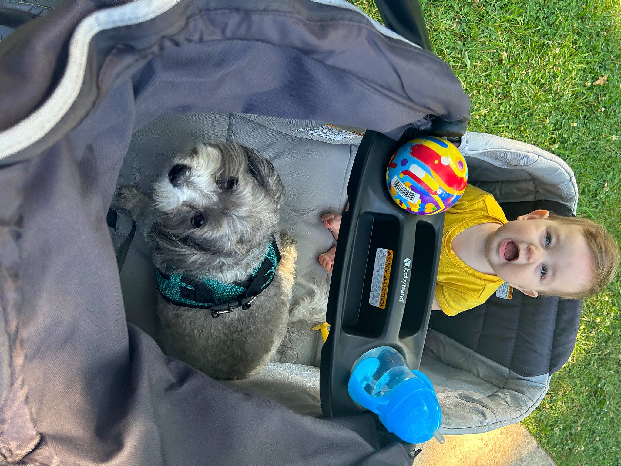 Brody joined the competition — help win amazing prizes! bag, carnivore, comfort, companion_dog, dog, dog_breed, dog_supply, family_car, fashion_accessory, fun, grass, leisure, person, personal_protective_equipment, recreation, sitting, sporting_group, toddler, toy, toy_dog