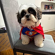 Jester joined the competition — help win amazing prizes! dog, shih_tzu, costume, superman, cape, chair, indoor, pet, fur, black_and_white, cute, small_dog, wood_floor, sitting, looking_away, furniture, home, portrait, animal, domestic_animal