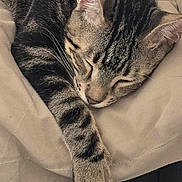 Simba a rejoint le concours — aidez-le/la à gagner de superbes lots ! cat, tabby, sleeping, paw, fur, striped, pet, animal, cozy, resting, beige, blanket, indoors, closeup, whiskers, cute, domestic_cat, relaxation, mammal, peaceful
