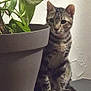 Simba a rejoint le concours — aidez-le/la à gagner de superbes lots ! cat, tabby, plant, pot, indoor, pet, animal, feline, curious, sitting, leaf, green, container, houseplant, domestic, fur, whiskers, paw, background, wall