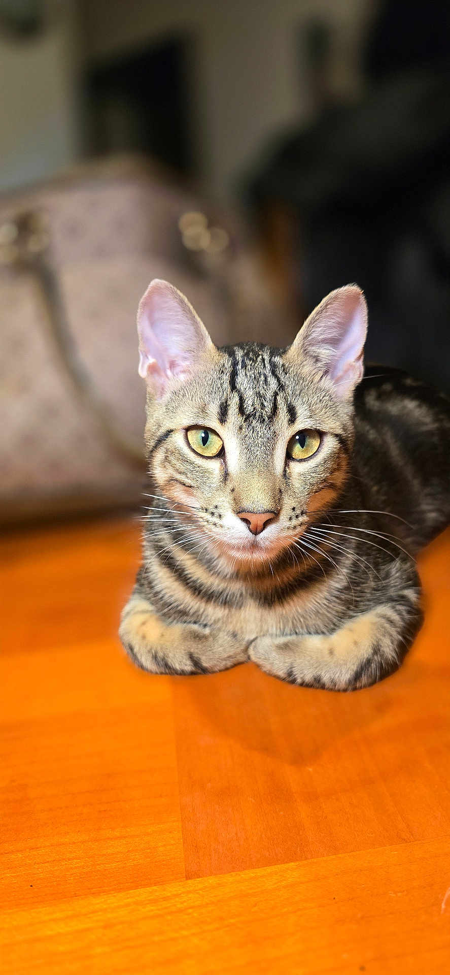 Simba