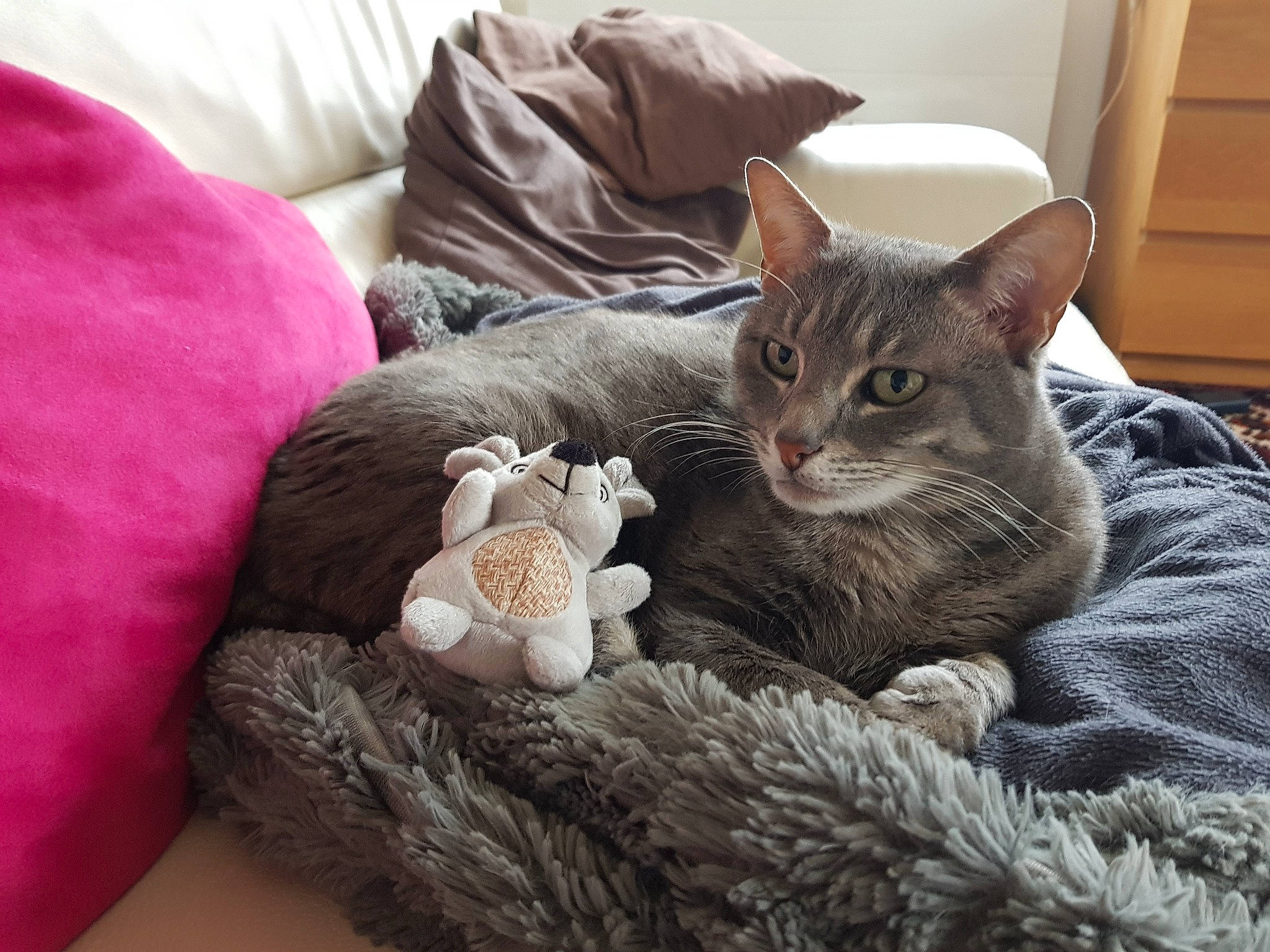 Galipette participe au concours pour gagner de l'argent avec cette photo : basket, bed, bedding, carnivore, cat, cat_bed, comfort, couch, domestic_short_haired_cat, fawn, felidae, fur, grey, linens, room, small_to_medium_sized_cats, stuffed_toy, tail, whiskers, wood