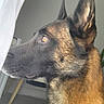 Naïko a rejoint le concours — aidez-le/la à gagner de superbes lots ! animal, black, brown, calm, canine, close_up, dog, domestic_animal, ears, eye, fur, german_shepherd, indoor, looking_out_window, natural_light, pet, portrait, side_profile, snout, whiskers