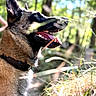 animal, blurred_background, closeup, collar, daylight, dog, ears, forest, fur, greenery, happy, nature, outdoor, pet, playful, profile, snout, sunlight, tongue, tongue_out