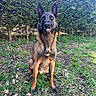 Naïko participe au concours pour gagner de l'argent avec cette photo : alert, animal, bush, canine, dog, ears, fur, german_shepherd, grass, greenery, ground, leaf, nature, outdoor, pet, portrait, sitting, sunlight, tongue_out, watchful