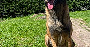 Naïko participe au concours pour gagner de l'argent avec cette photo : animal, blue_sky, canine, daylight, dog, ears_up, fur, german_shepherd, grass, greenery, happy, nature, outdoor, pathway, pet, portrait, sitting, smile, sunny, tongue_out