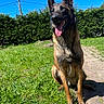 animal, blue_sky, canine, daylight, dog, ears_up, fur, german_shepherd, grass, greenery, happy, nature, outdoor, pathway, pet, portrait, sitting, smile, sunny, tongue_out