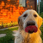 Coconut is registered to the contest to win money with this photo: animal, canine, close_up, curious, dog, fluffy, funny_expression, garden, golden_retriever, grass, greenery, nature, outdoor, pet, portrait, summer, sunset, tongue, warm_light, wooden_cabin