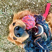 Ann is registered to the contest to win money with this photo: dog, golden_retriever, toy, rope_toy, grass, playful, pet, animal, mouth, nose, fur, outdoor, closeup, chewing, colorful, happy, teeth, playtime, canine, fun