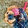 animal, canine, chewing, closeup, colorful, dog, fun, fur, golden_retriever, grass, happy, mouth, nose, outdoor, pet, playful, playtime, rope_toy, teeth, toy