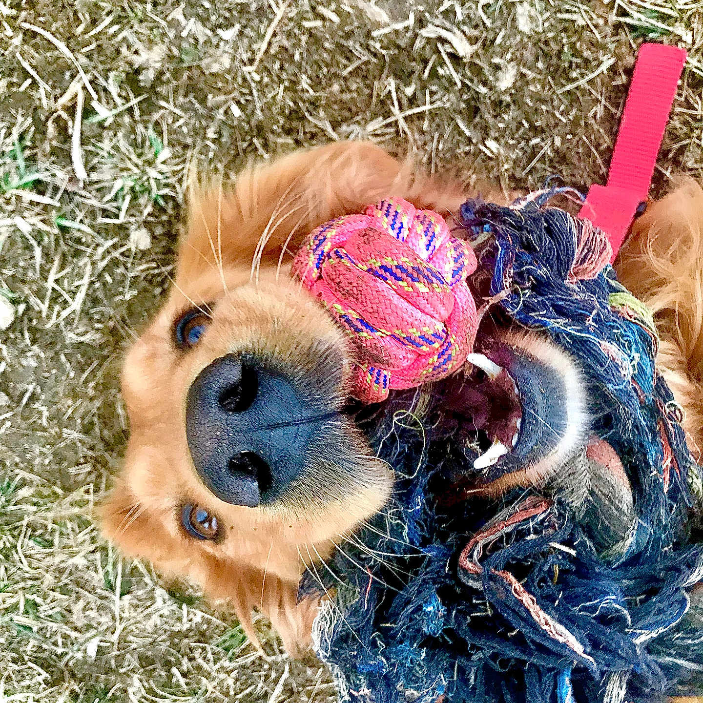 Ann is registered to the contest to win money with this photo: dog, golden_retriever, toy, rope_toy, grass, playful, pet, animal, mouth, nose, fur, outdoor, closeup, chewing, colorful, happy, teeth, playtime, canine, fun