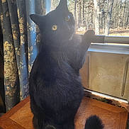 Midnight joined the competition — help win amazing prizes! animal, blackcat, cat, computer, curtain, desk, drawer, electronics, furniture, hardwood, laptop, pc, pet, plant, plywood, pottedplant, table, tree, window, wood