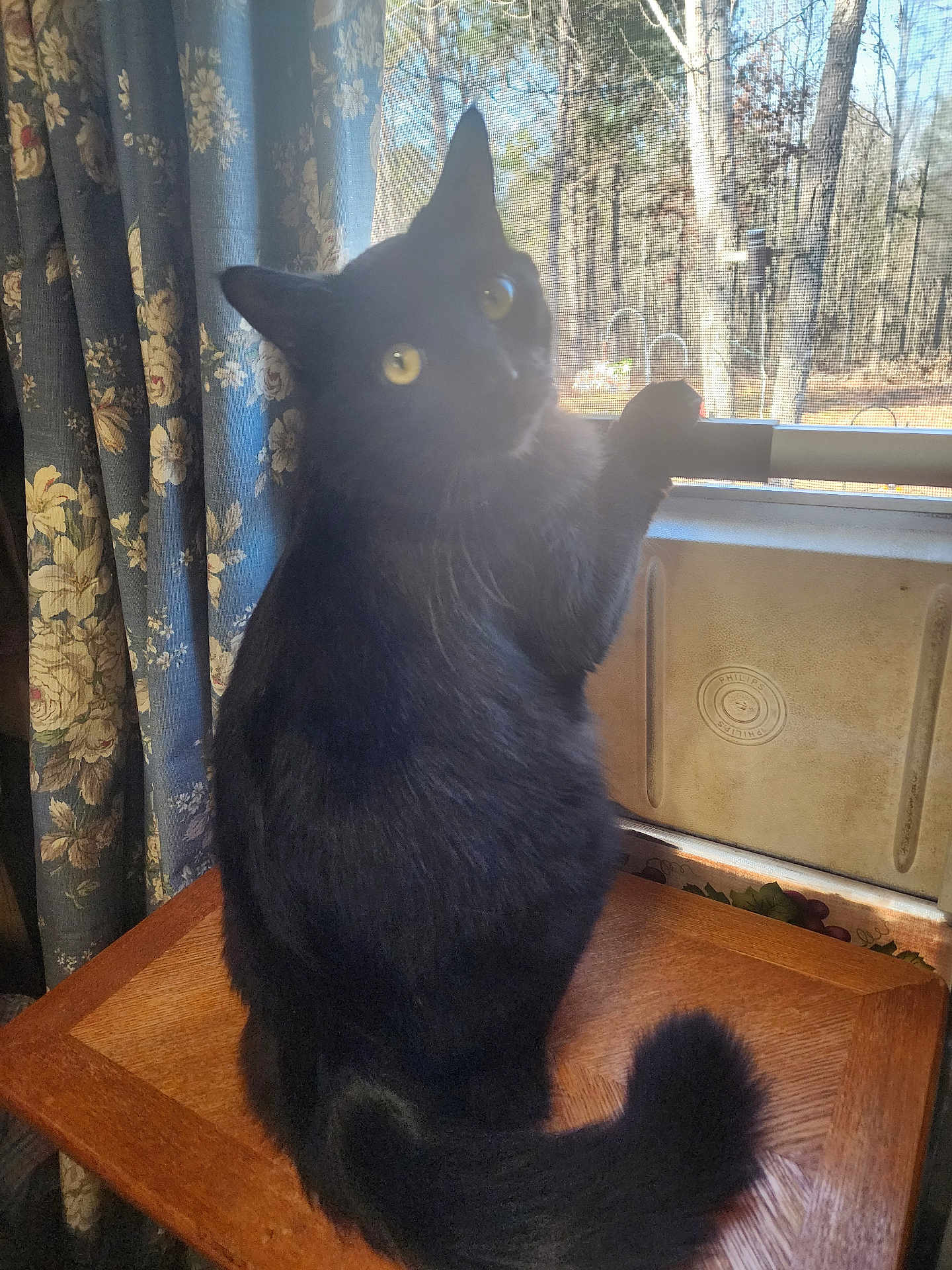 Midnight joined the competition — help win amazing prizes! animal, blackcat, cat, computer, curtain, desk, drawer, electronics, furniture, hardwood, laptop, pc, pet, plant, plywood, pottedplant, table, tree, window, wood