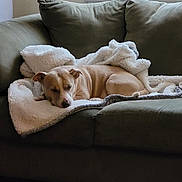 Mugsy is registered to the contest to win money with this photo: dog, sleeping, blanket, couch, indoor, window, blinds, cozy, pet, resting, living_room, carpet, fur, relaxation, animal, comfortable, home, canine, soft, quiet