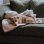 dog, sleeping, blanket, couch, indoor, window, blinds, cozy, pet, resting, living_room, carpet, fur, relaxation, animal, comfortable, home, canine, soft, quiet