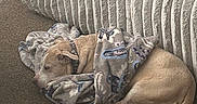 Mugsy is registered to the contest to win money with this photo: animal, beige, blanket, brown, canine, carpet, couch, cozy, dog, domestic_animal, furniture, home, indoor, living_room, pet, quiet, relaxing, resting, sleeping, texture