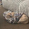 animal, beige, blanket, brown, canine, carpet, couch, cozy, dog, domestic_animal, furniture, home, indoor, living_room, pet, quiet, relaxing, resting, sleeping, texture