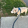 Mugsy joined the competition — help win amazing prizes! animal, calm, canine, daylight, dog, ears, fur, grass, harness, leash, leisure, mammal, nature, outdoor, pavement, pet, quiet, sidewalk, snout, walking