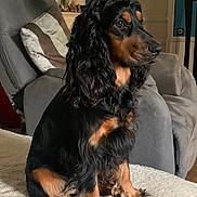 Tessy a rejoint le concours — aidez-le/la à gagner de superbes lots ! black_and_tan, blanket, calm, companion, couch, cozy, dog, domestic, fur, furniture, indoor, lamp, living_room, long_fur, pet, pillow, plant, portrait, sitting, thoughtful